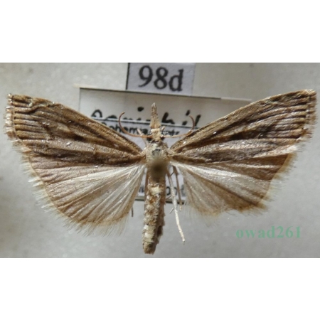 Agriphila geniculea (Haworth, 1811) Wachlarzyk kolankowy Czech98d